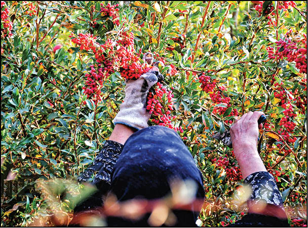 برداشت زرشک در خراسان جنوبی