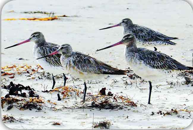 پرواز باورنکردنی پرنده مهاجر