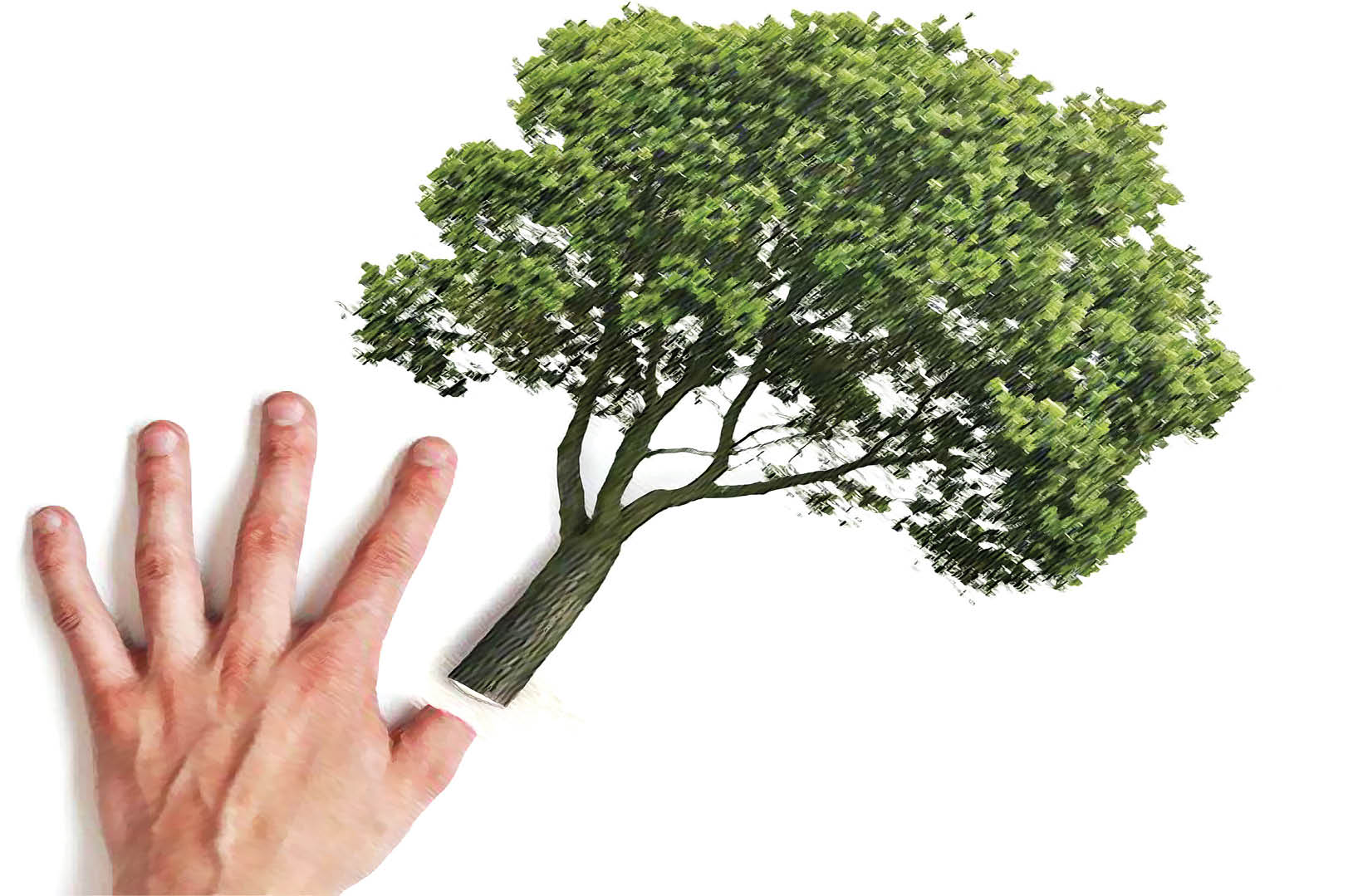 روند رو به رشد قاچاق چوب