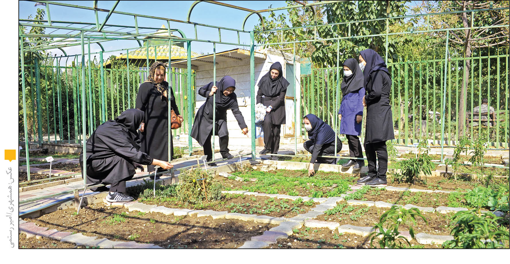 پرورش دارو در مزارع محلی شهر