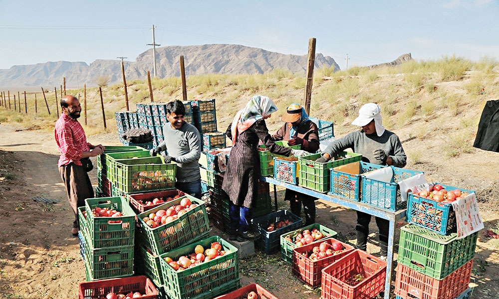 برداشت انار از باغ‌های شهرضا