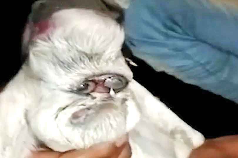 بزغاله عینکی