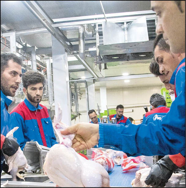 کشتارگاه صنعتی مرغ