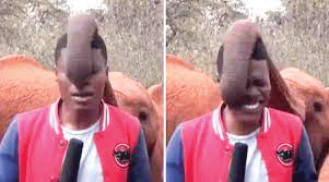 محبوبیت جهانی بچه فیل شیطان