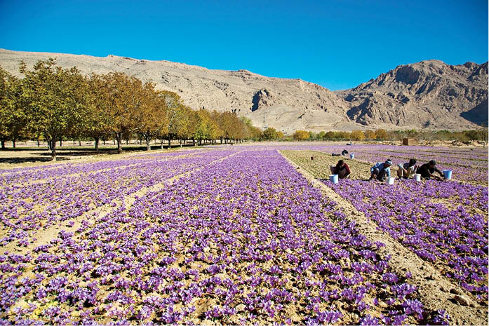 برداشت طلای سرخ از مزارع استهبان