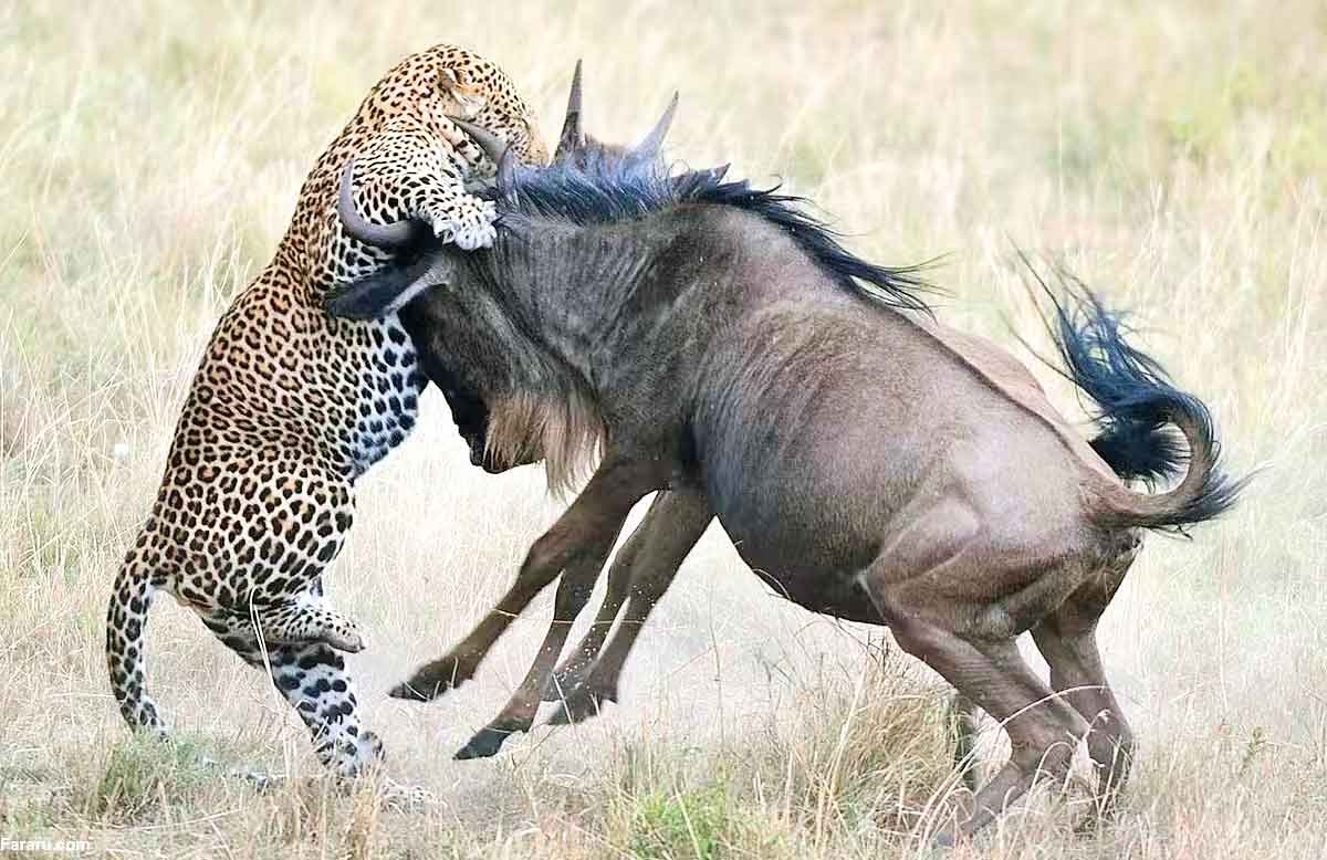 دفاع از بچه 4ماهه