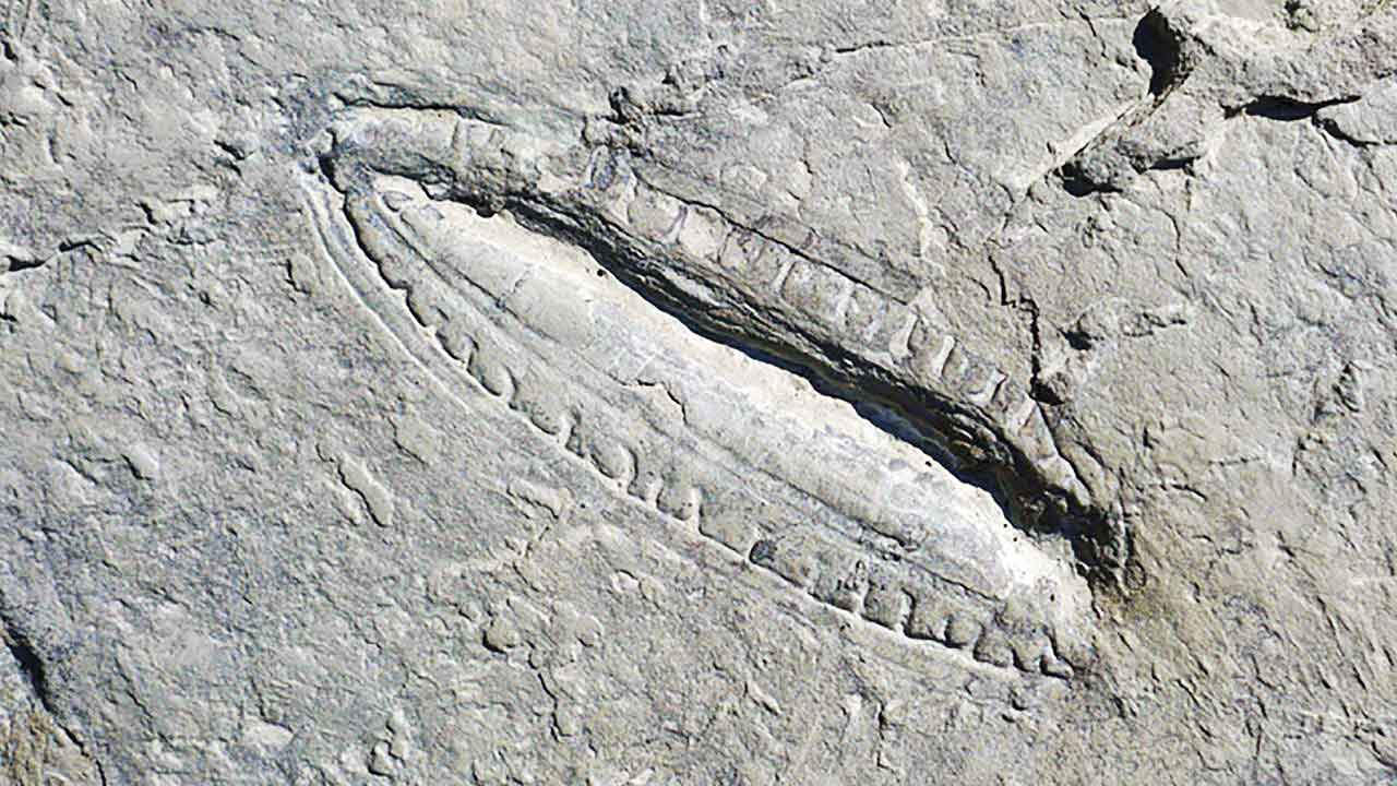 قدیمی‌ترین غذای جهان