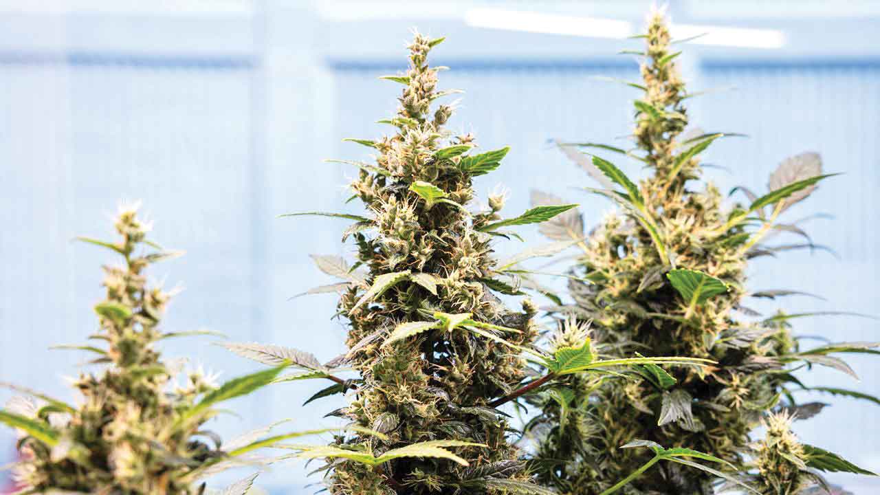 موش از پلیس نمی‌ترسد