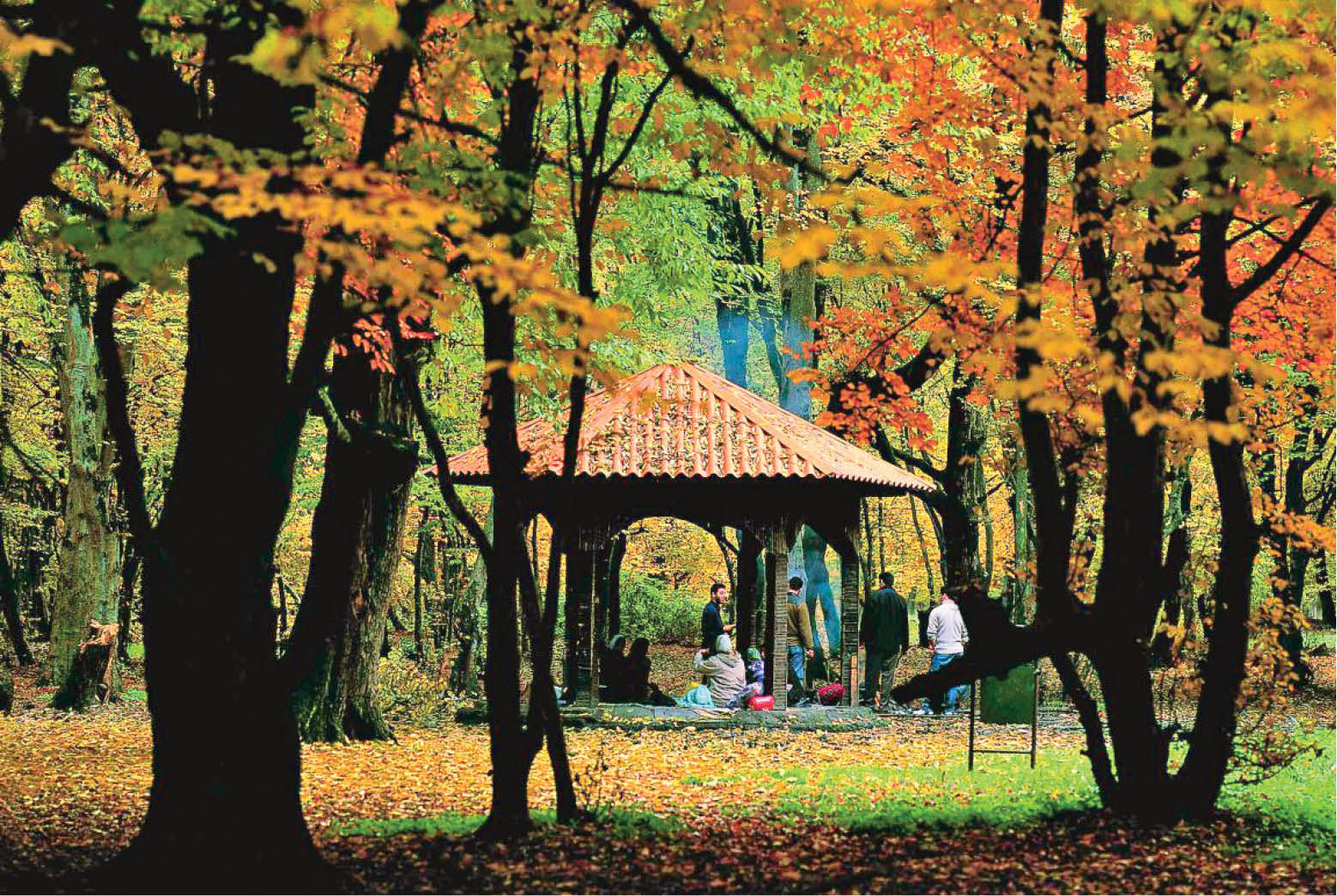 رستاخیز رنگ‌ها و درخت‌ها