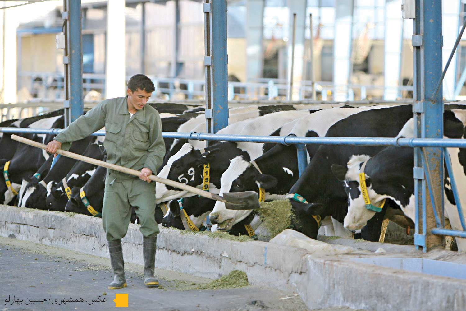 قزوین؛ پشتیبان ملی در ذخایر گوشتی