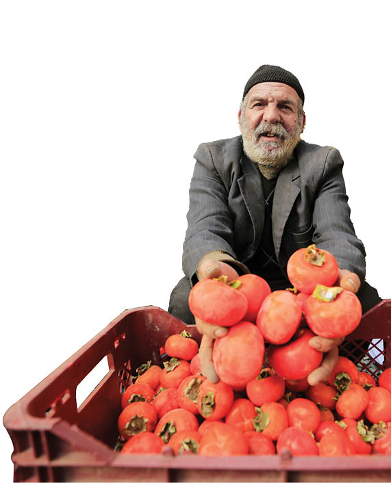 چرا مردم کن به خرمالو می‌گویند خربندی؟