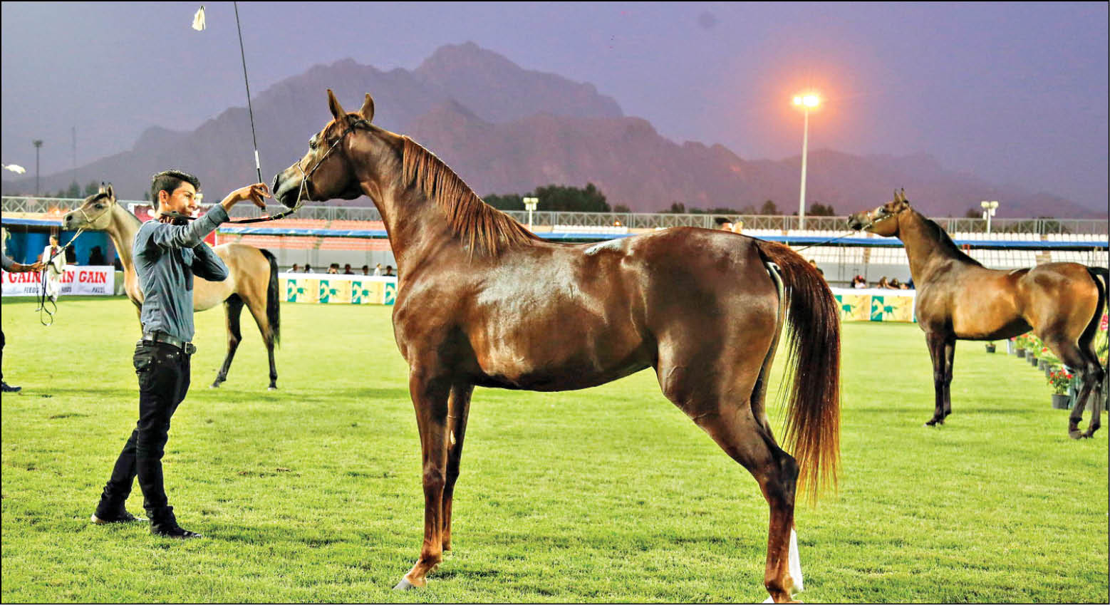 اسب کرد کرمانشاه در آستانه ثبت جهانی