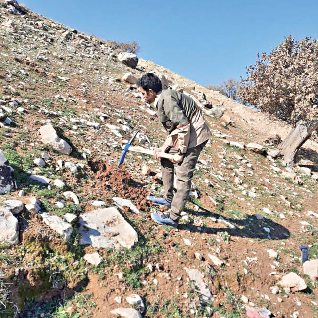 بذرکاری در جنگل‌های زاگرس