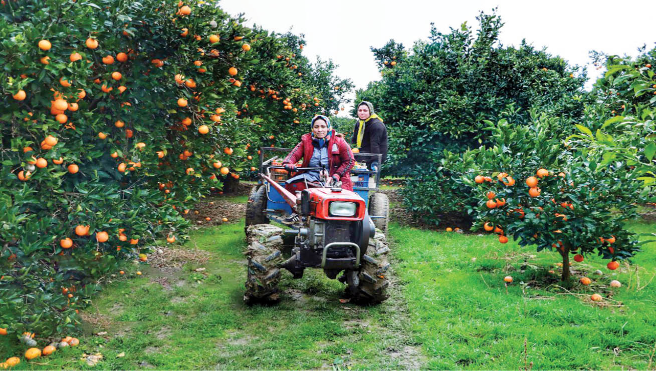 برداشت طلای نارنجی مازندران