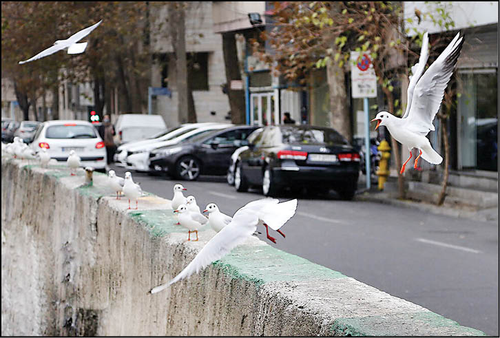 آغوش باز پایتخت برای سرمازدگان سیبری و اروپا