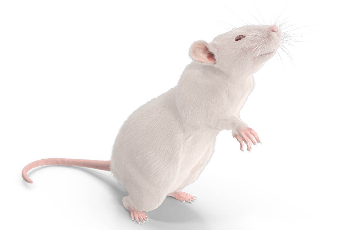 نتیجه مثبت آزمایش اکسیر جوانی روی موش‌ها