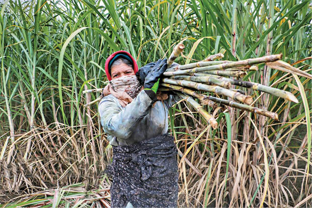 کام شیرین زمستانه با شکر سرخ
