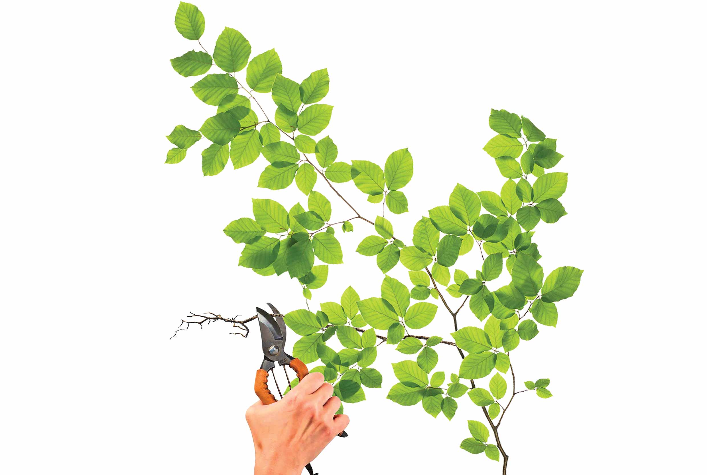 نسخه امام ره برای تحول در حکمرانی