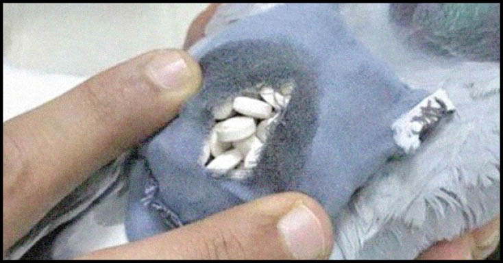 دستگیری کبوتر موادبر