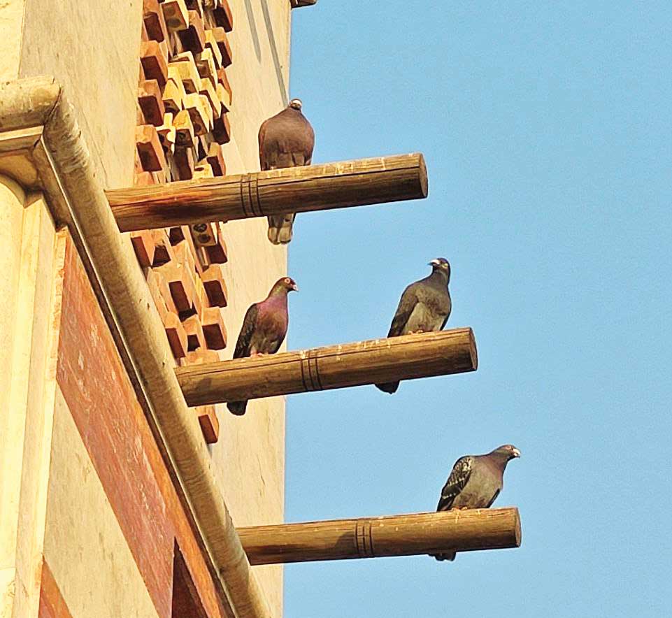 خانه کبوترهای بی‌ترس