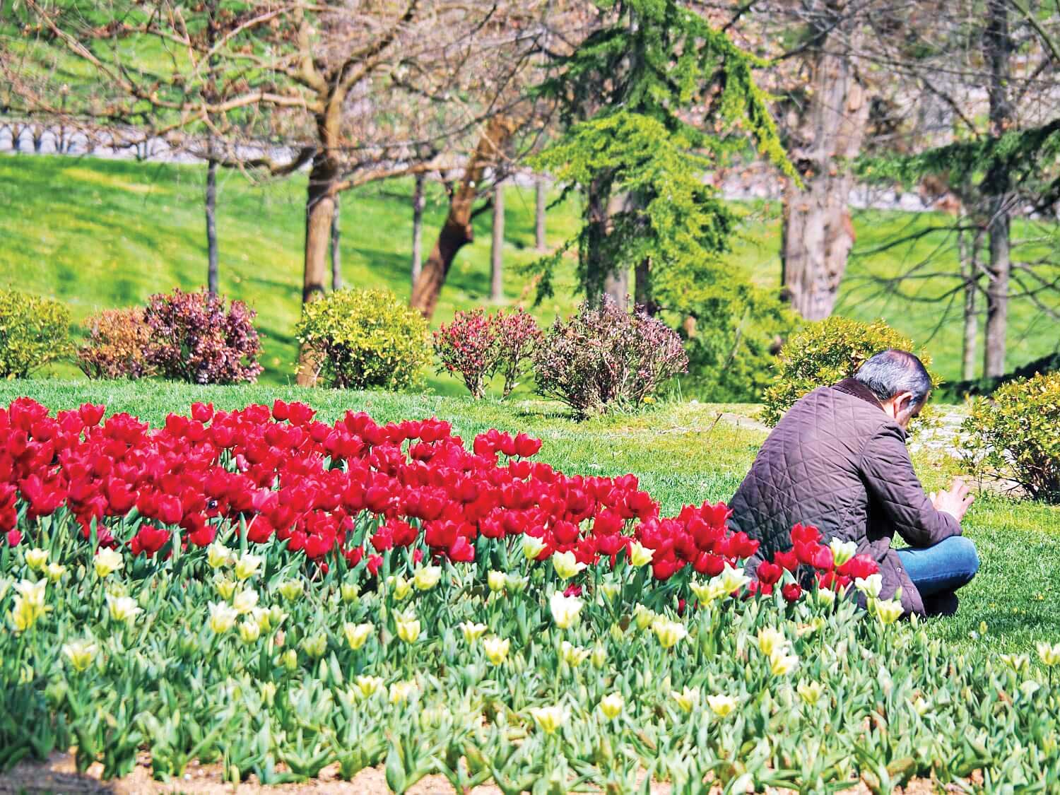 هر گل، یک دارو