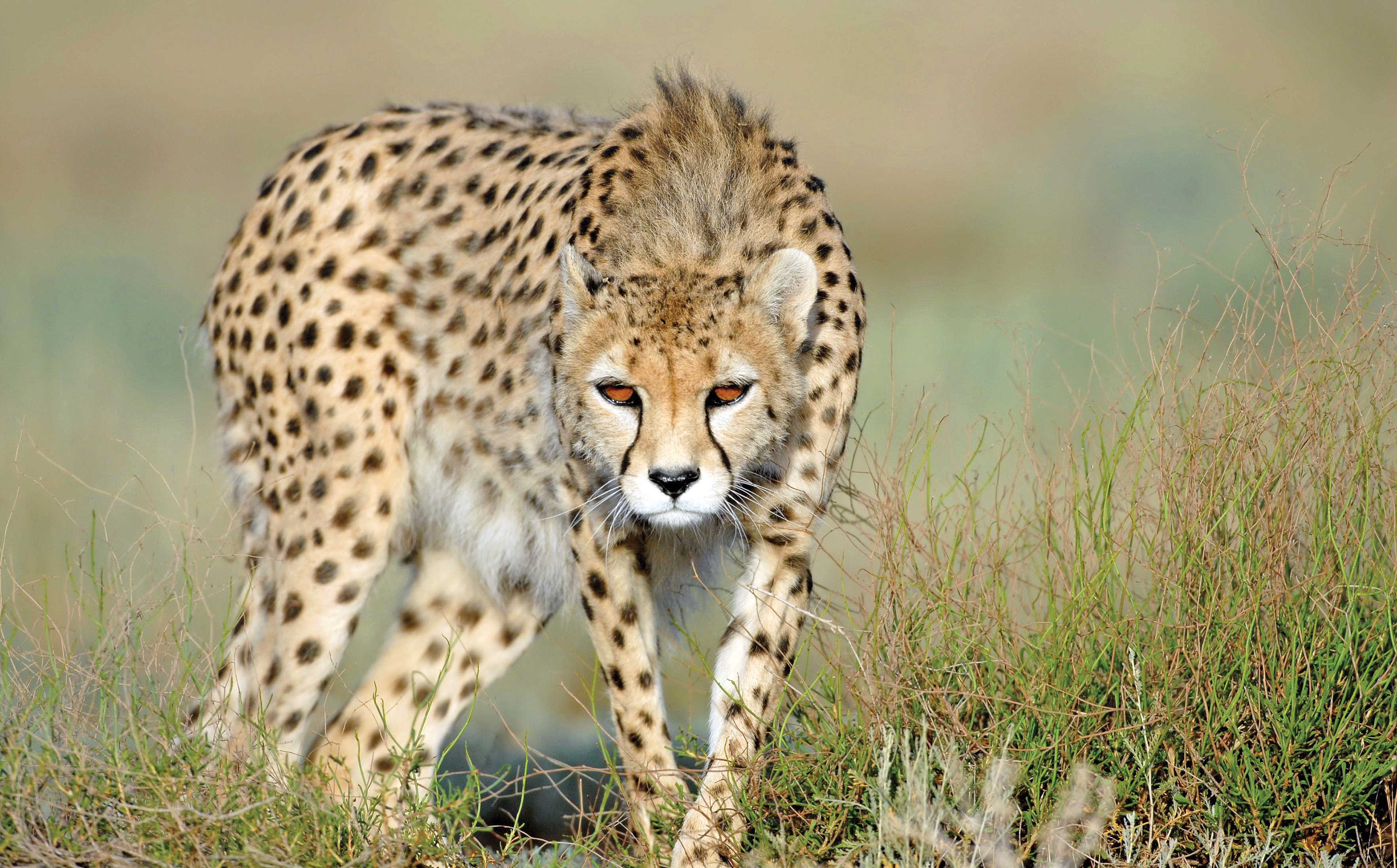 افزایش جمعیت یوزپلنگ ایرانی