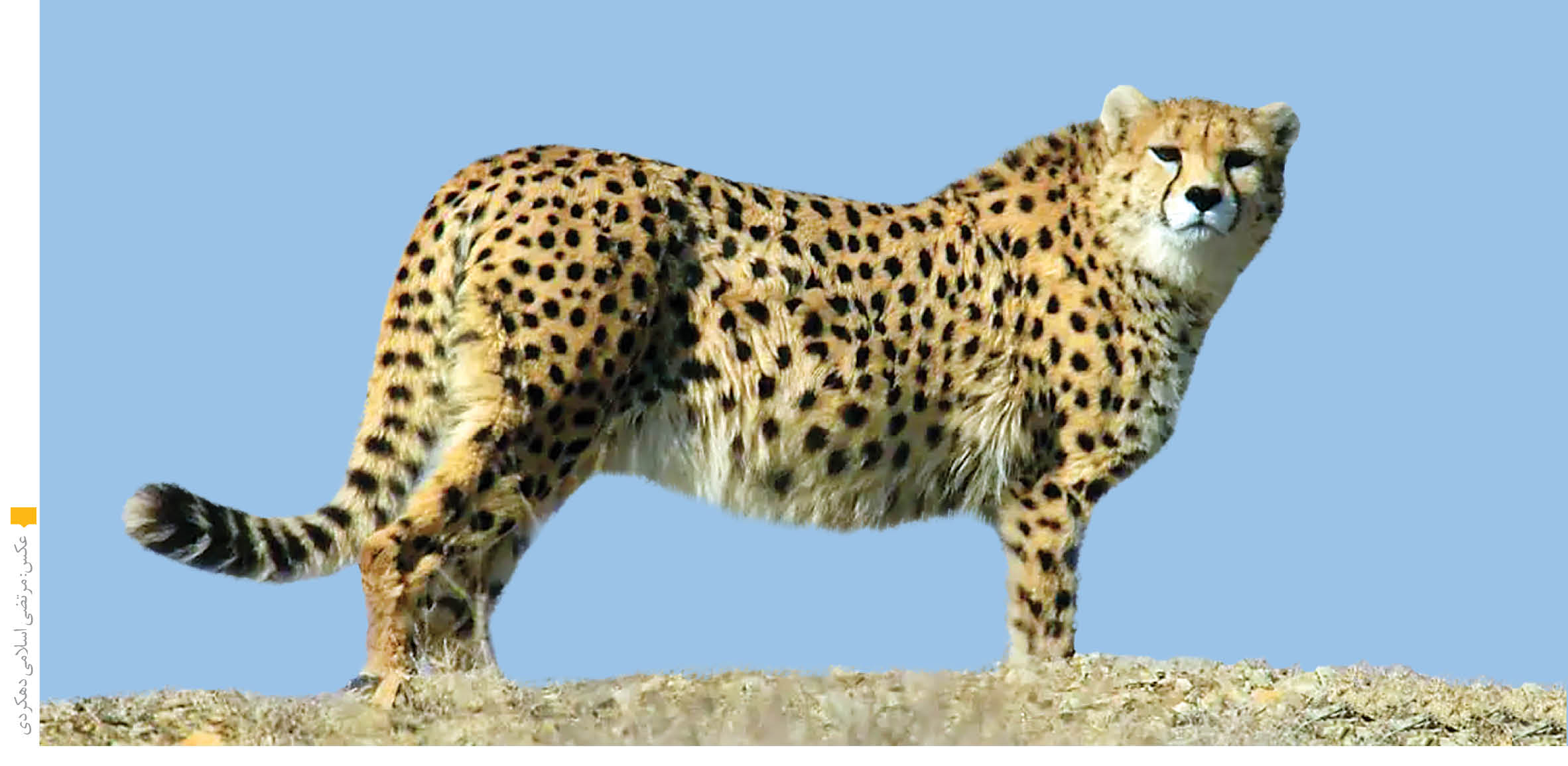 مرگ مشهورترین یوزپلنگ ایران