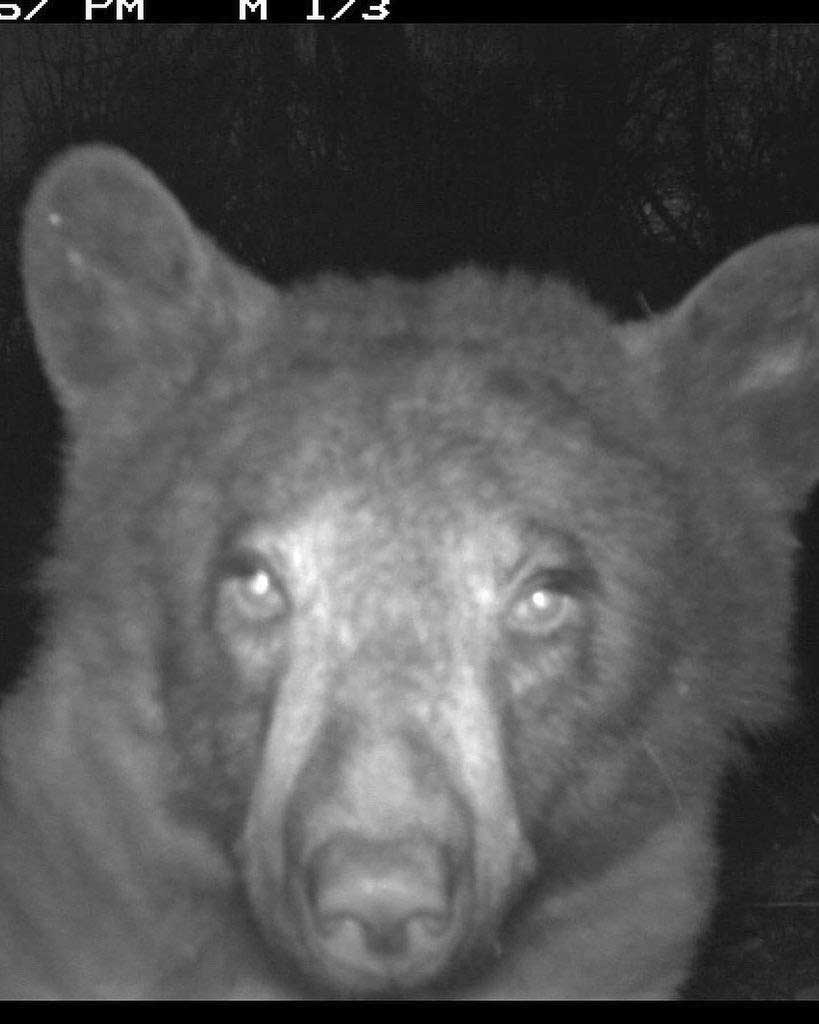 خرس عشق سلفی