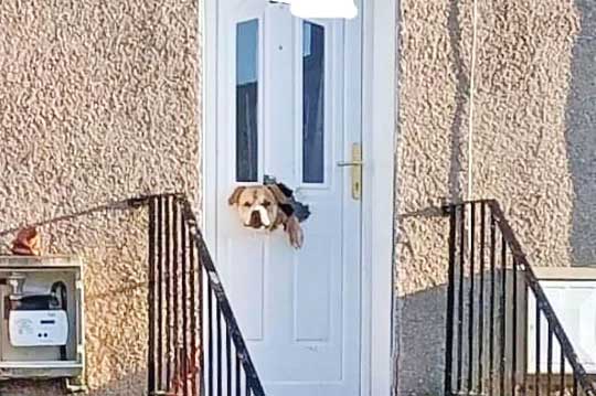 سگ بی‌اعصاب مهربان