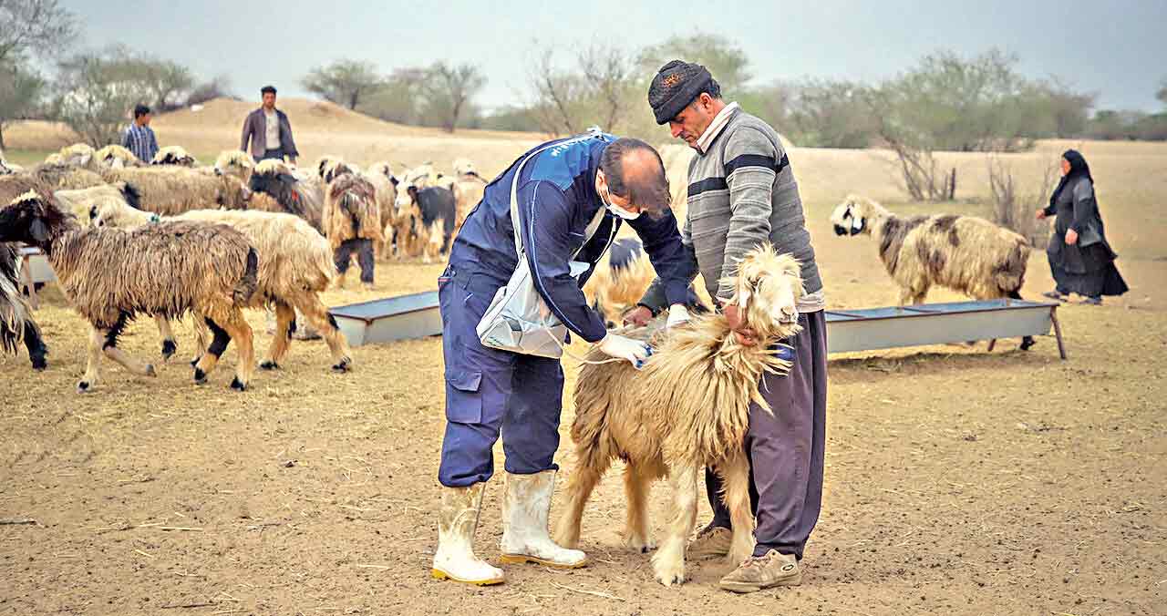 واکسیناسیون دام عشایر