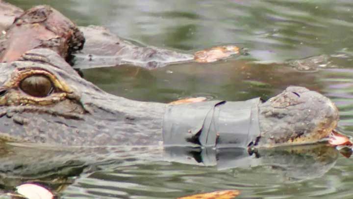 رهایی تمساح دهان‌بسته!