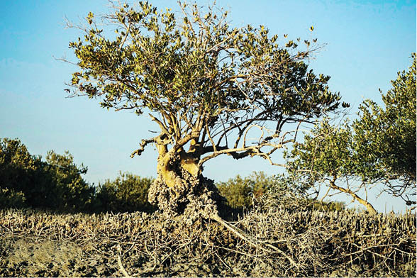 جنگل حرا؛ عجایب قشم