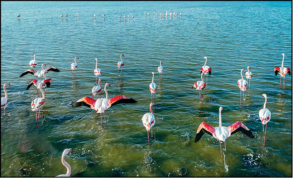 فلامینگوها در میانکاله
