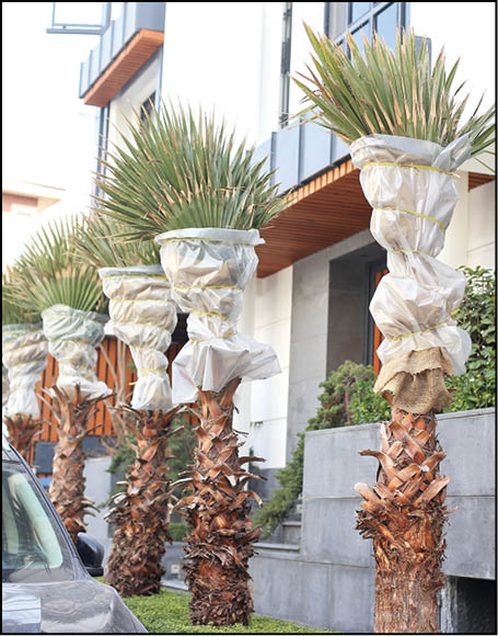 جامانده از نخلستان