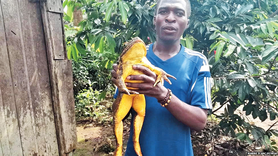 نجات بزرگ‌ترین قورباغه دنیا