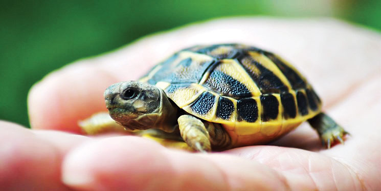 عید ما، عزای لاک‌پشت‌ها و سمندرها