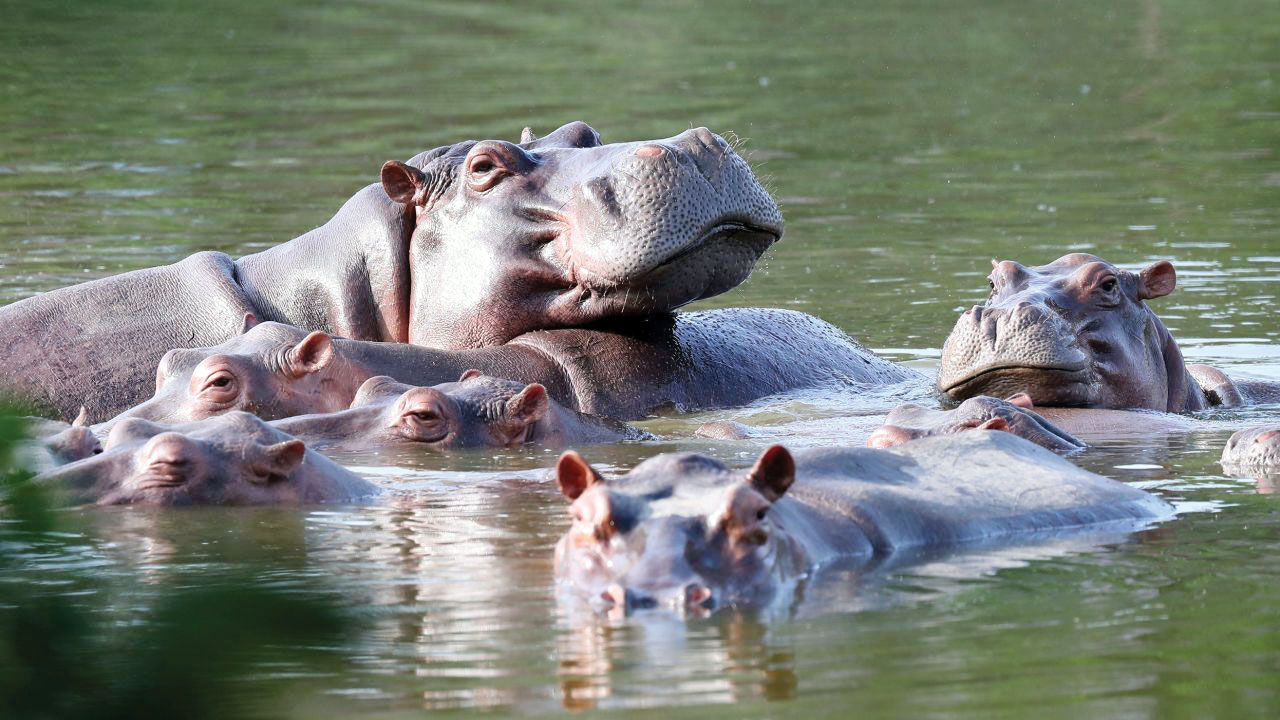 صادرات اسب آبی کوکائینی