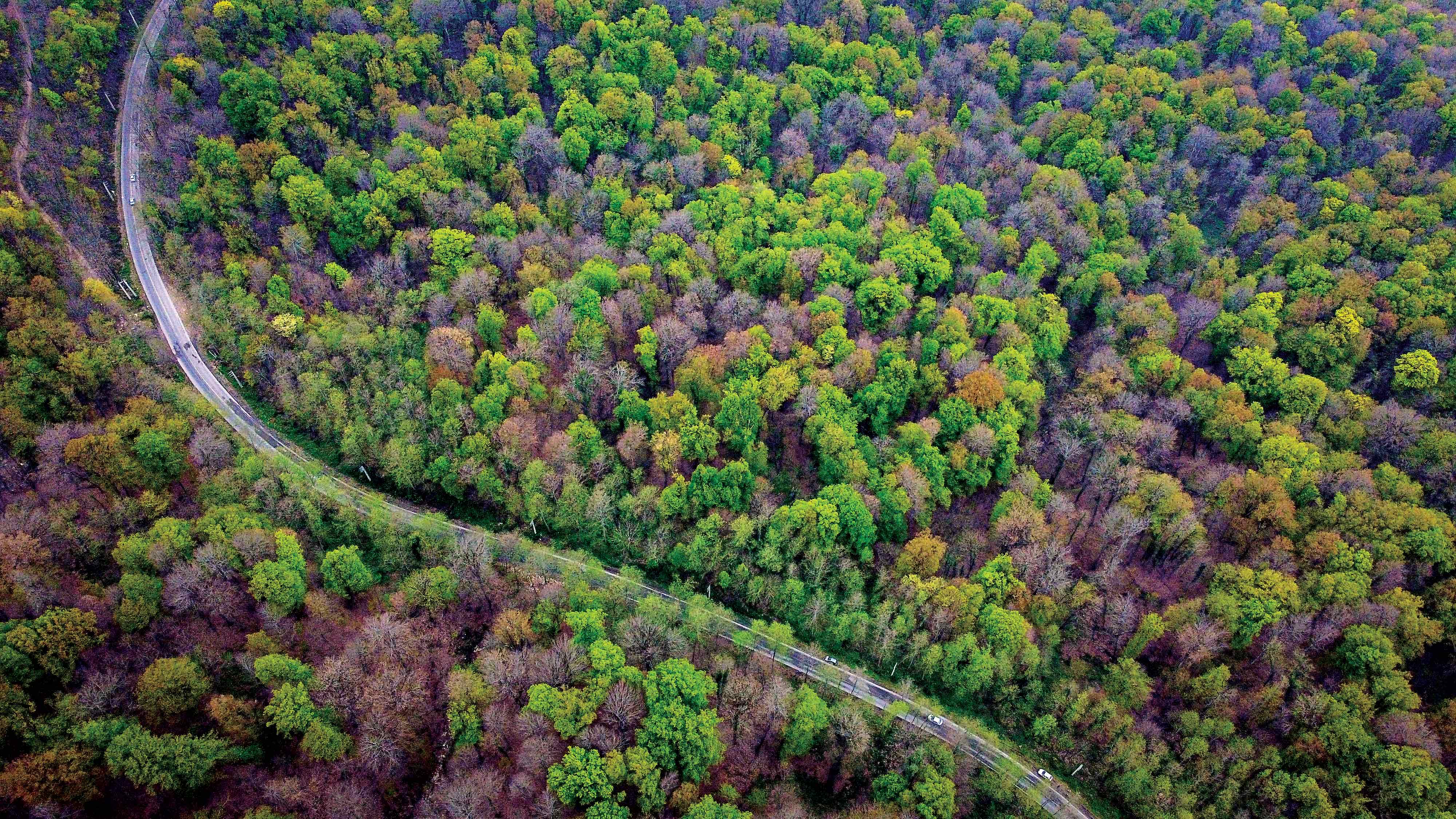 3میلیون هکتار جنگل با کاشت یک‌میلیارد اصله درخت