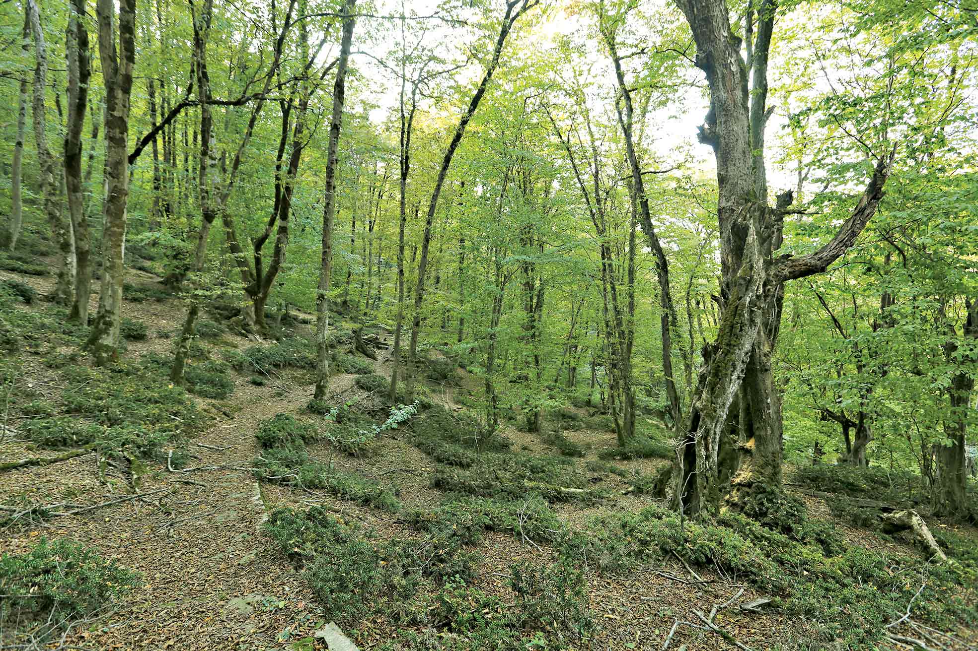 کمک به طبیعت ایران