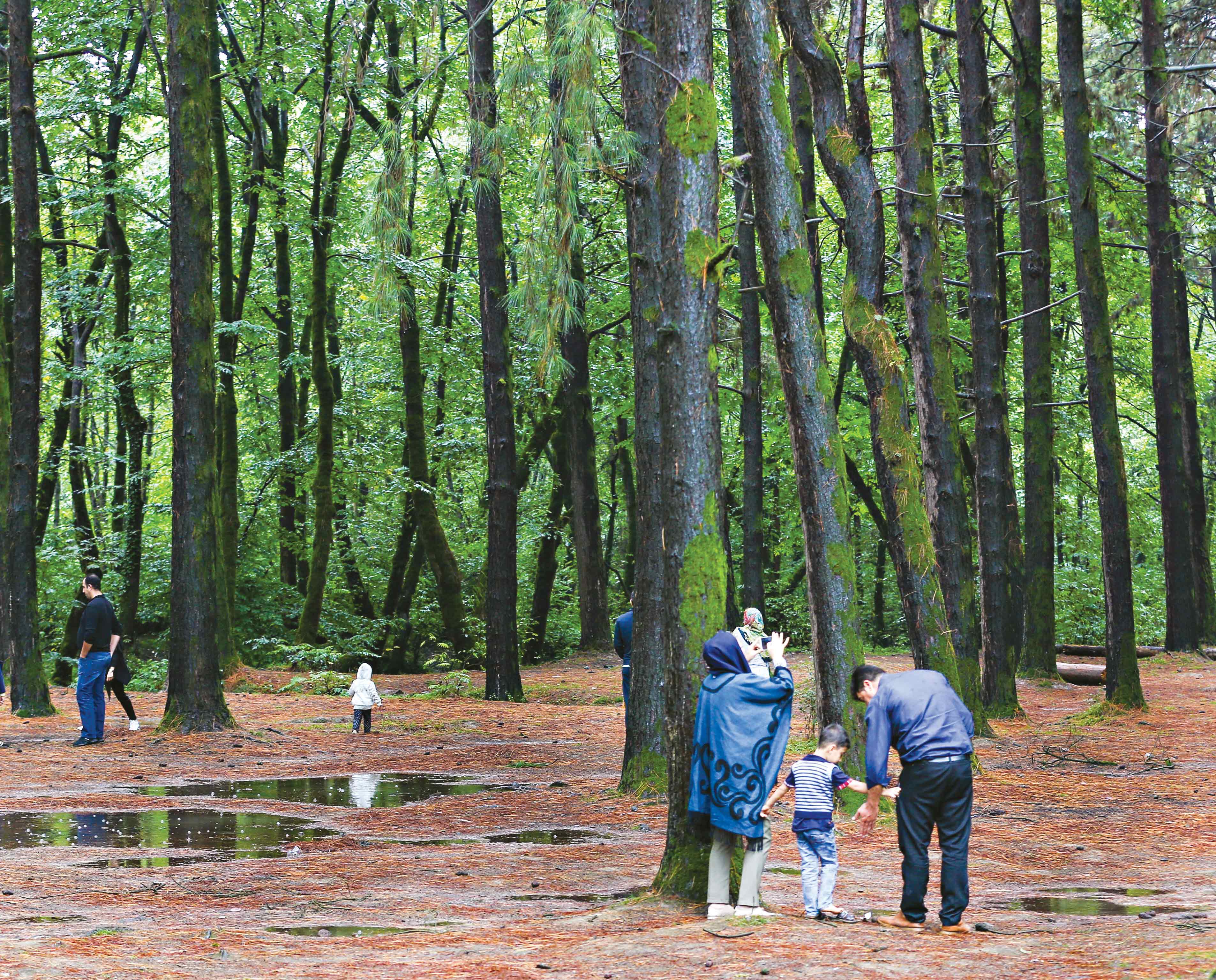 سال آینده 310میلیون اصله نهال تولید می‌شود