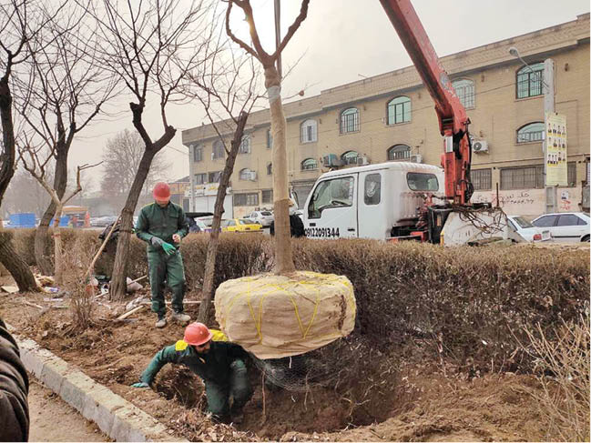 انتقال ۱۲۰۰ درخت معارض در منطقه ۱۸