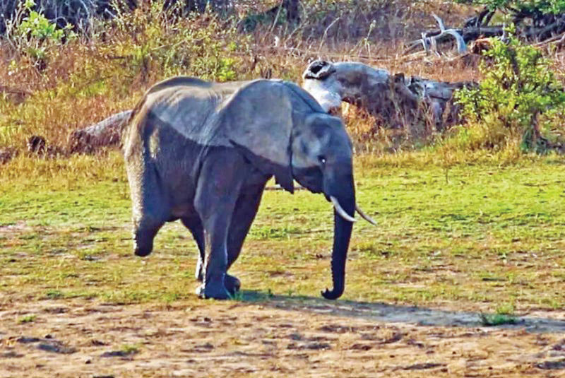 فیل سه پا، نماد بقا