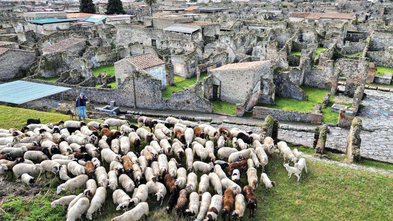 گله گوسفند‌‌‌، نگهبان سایت باستانی!