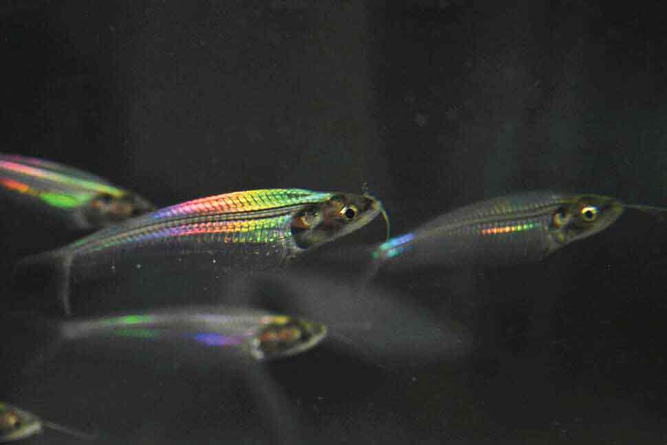 کشف رمز ماهی نورتاب