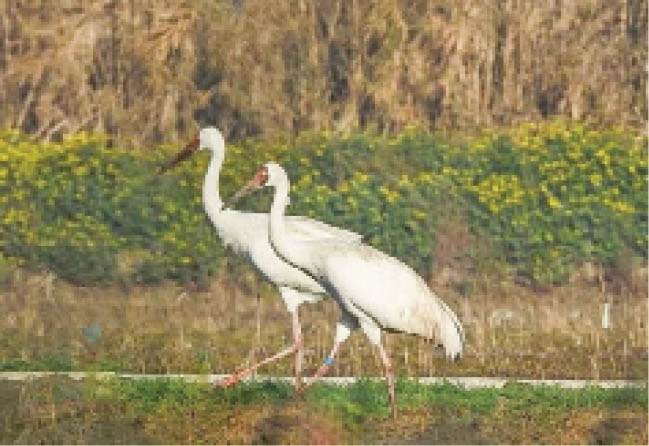 امیدواری برای همراهی رویا و امید