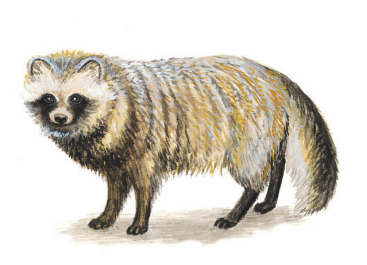 سگ‌های راکونی تازه‌ترین متهم انتشار کووید-19