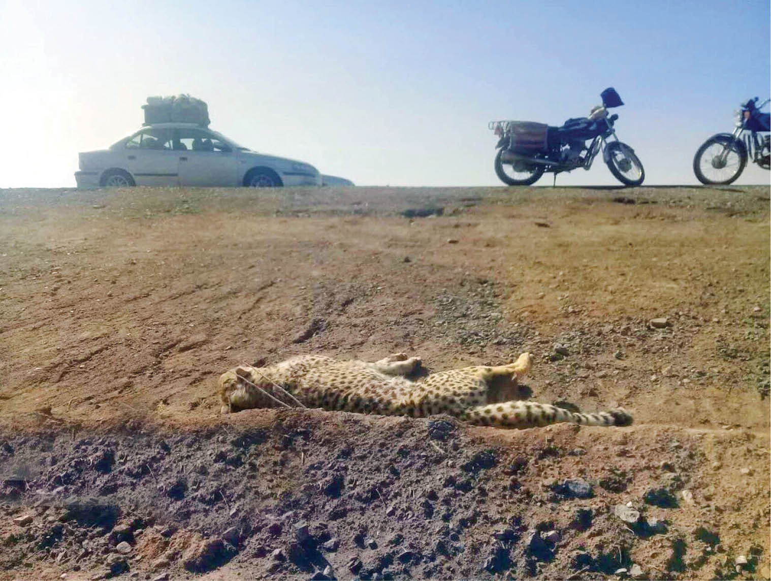 پایان تلخ «ماجراد»