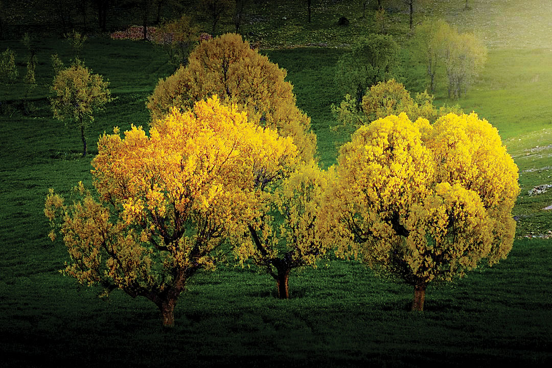 زیبا مثل شکوفه‌های بلوط