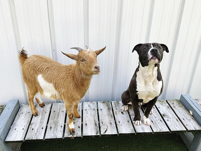 خانه ابدی زوج عجیب