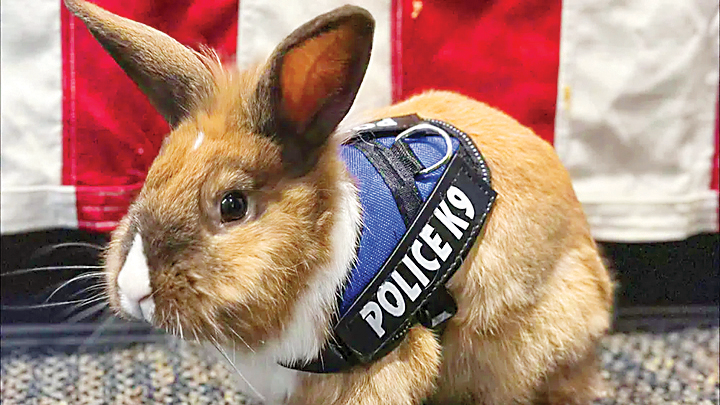 افسر پشمالو!